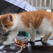 1945.8.15日本无条件投降