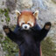 Red Panda