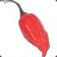 GhostChilli
