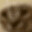 him