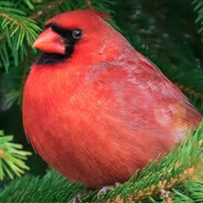 愤怒的茶室老板😡