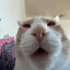 bibbles oberbatch
