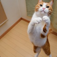 CSd2|4xiaoligame.taobao.com