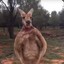 Roger the Kangaroo