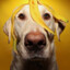 DOG WITH BANANA