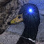 Aggressive Duck