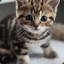 Baby Cat