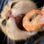 salteyshrimp