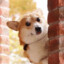 『DERPY』