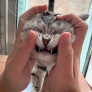 这马枪，多是一件美逝