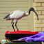 Bin Chicken