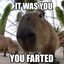 Tired Capybara