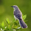 mimus