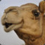 Minion Camel :)