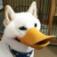 PuppyDuck