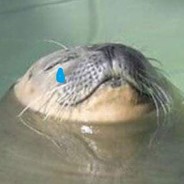 sad seal