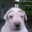 Surprised dog_2