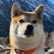 DOG Tessa