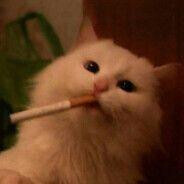 Alex - steam id 76561199108053706