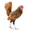 chickenfingers01