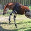 Okapi