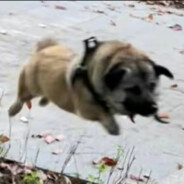 超能小狗对他使用霍家拳吧今天成为津门第一