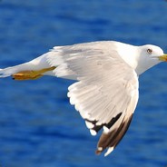 Seagull