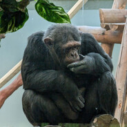 deffox - steam id 76561198837869022