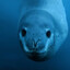 Leopard Seal