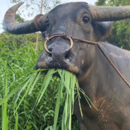 纯牛奶没有酸奶好喝