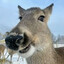 Cervid