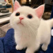 一百块钱有某有