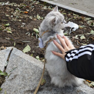 恶了对枪才会灵