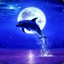 LeDolphinuler