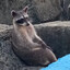greek raccoon
