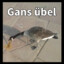 Gans übel