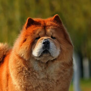 Chow Chow