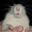 Sad_Rat
