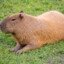 capybara