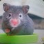 Nigagara Hawaii