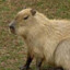 Capybara