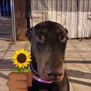 头大的等着被我颗秒吧