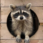 Goon Coon's avatar