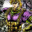 DefiantGiant
