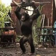 Monkee