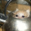 beans