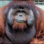 OrangutanMan