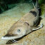 sturgeon