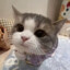 可爱小猫