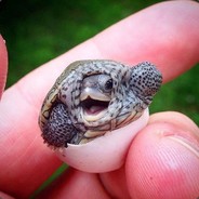 EggyTurtle